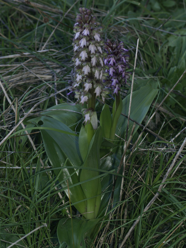 Barlia Robertiana Apocromatica